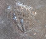 Changaspis elongata LEE in CHIEN 1961  - Bild © FossNet FossilienStore